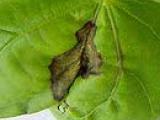 lime leaf spots