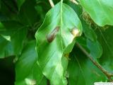 leaf blotch at beech leaf