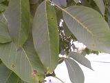 leaf spot illness on walnut leaves