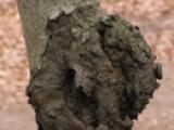 crown gall disease
