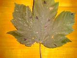 maple leaf black spots