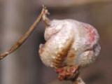 gall aphid (pemphigus spirothecae)