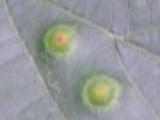 lime leaf blotch 