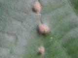 lime gall mite