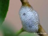 willow spittlebugs spit