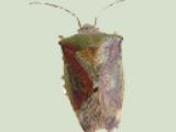 birch bug