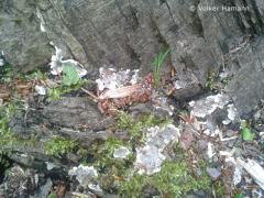 brittle cinder (Kretzschmaria deusta)