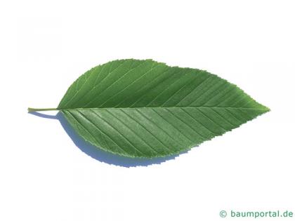 Alnus firma leaf