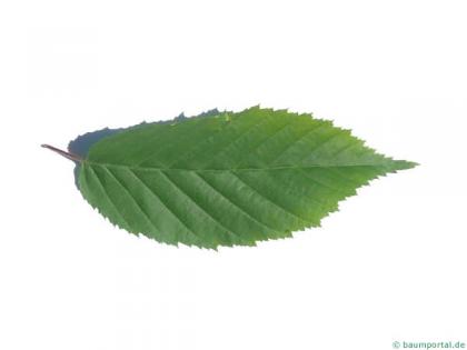 american hornbeam (Carpinus caroliniana) leaf
