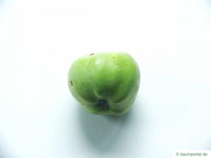 apple (Malus hybrid) fruit