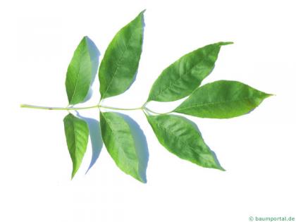 arizona ash (Fraxinus velutina) leaf
