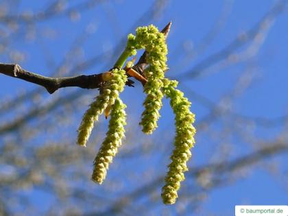 balsam poplar (Populus balsamifera) tree