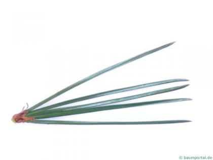 bristlecone pine (Pinus aristata) needles