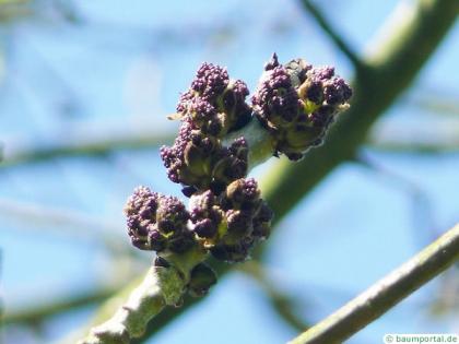 common ash (Fraxinus excelsior) flower bud