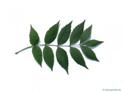 common ash (Fraxinus excelsior) leaf