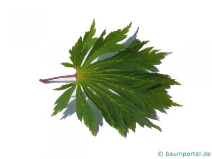 cut leaved japanese maple (Acer japonicum 'Aconitifolium') leaf