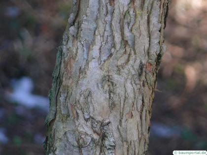 douglas hawthorn (Crataegus douglasii) trunk