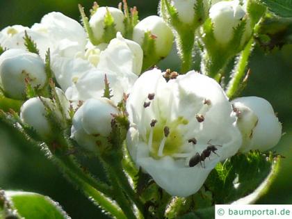 downy hawthorn (Crataegus mollis) blossom