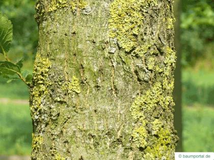 dutch elm (Ulmus hollandica) trunk / bark