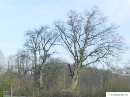 english oak (Quercus robur) tree