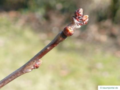 fire cherry (Prunus pensylvanica) terminal buds