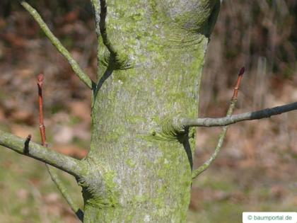 fire cherry (Prunus pensylvanica) stem /trunk