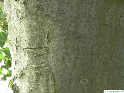 gray alder (Alnus incana) trunk / bark