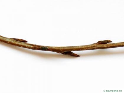gray poplar (Populus × canescens) twig