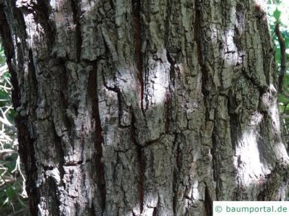 Grey elm (Ulmus canescens) bark