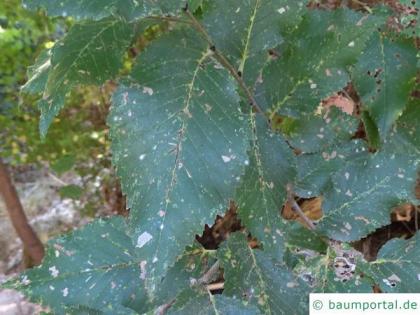 Grey elm (Ulmus canescens) leaf
