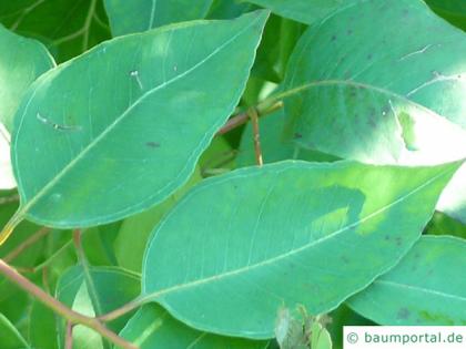 grey ironbark (Eucalyptus paniculata) leaf