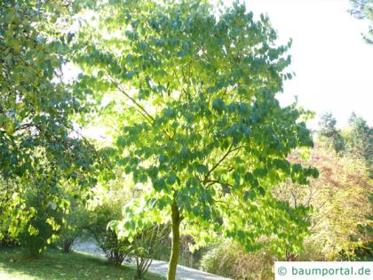 hardy rubber tree (Eucommia ulmoides) tree in summer