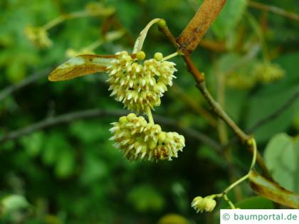 henry's lime (Tilia henryana) blossoms