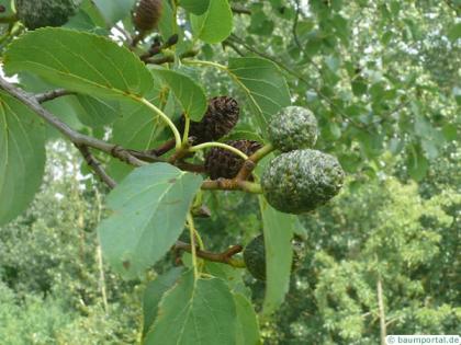 italian alder (Alnus cordata) fruit