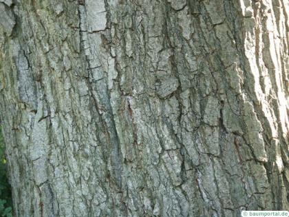 italian alder (Alnus cordata) trunk / bark