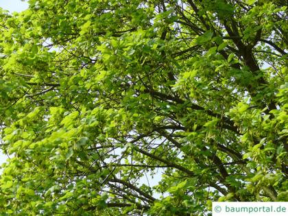 italian maple (Acer opalus) tree crown in summer