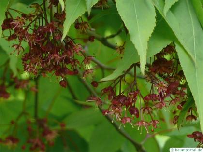 japanese maple (Acer palmatum 'Ozakazuki') flower