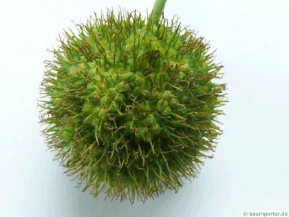 london plane tree (Platanus acerifolia) fruit zoom