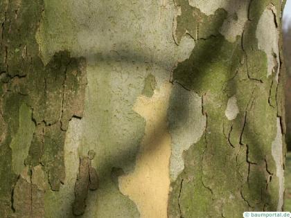 london plane tree (Platanus acerifolia) trunk / bark
