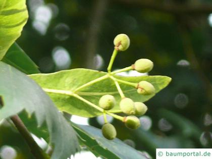 mongolian lime (Tilia mongolica) fruits