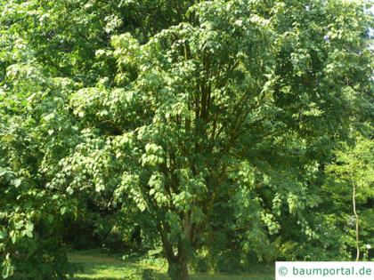 mountain maple (Acer spicatum) tree in summer