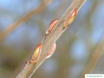 common osier (Salix viminalis) buds