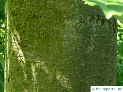 red alder (Alnus rubra) trunk / bark