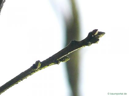 scarlet oak (Quercus coccinea) buds