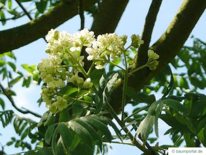 service tree (Sorbus domestica) flower