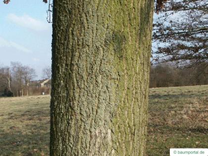 sessile oak (Quercus petraea) trunk / bark
