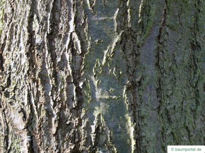 shingle oak  (Quercus imbricaria) trunk / bark