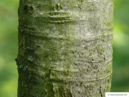 shumard oak (Quercus shumardii) trunk / bark