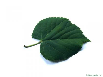 silver lime (Tilia tomentosa) leaf