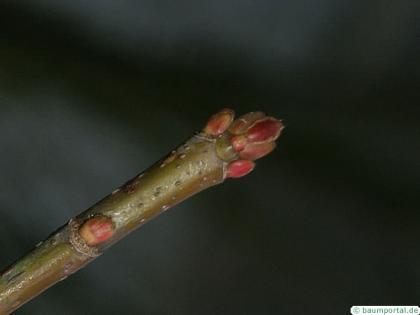 silver maple (Acer platanoides) terminal bud in winter
